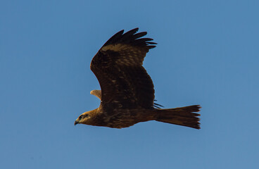 Black Kite (Milvus migrans) is both a carrion eater and a predator.