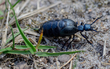 Oleica fioletowa, Polska