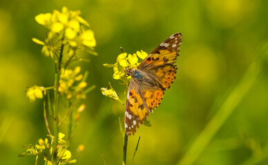 Fototapeta na wymiar Nymphalidae (Vanessa cardui) is one of the butterflies (kelebekler) coloring the gardens and countryside in spring.