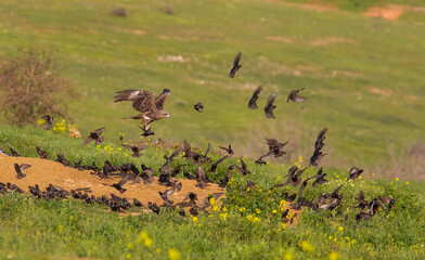 Red Kite (Milvus milvus) is a large predatory bird. Flies a lot faster due to its tail-like tail