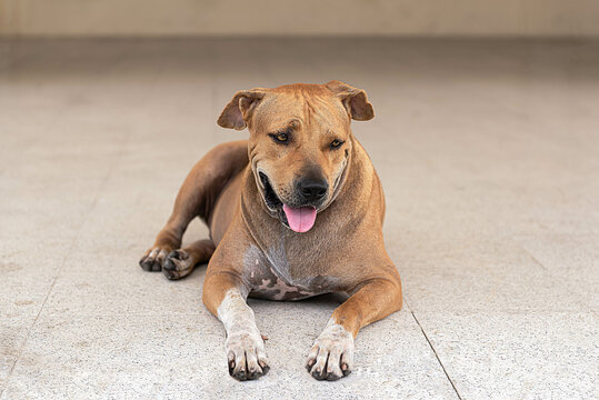 Brown hair dog lying on the floor, tongue hanging, to amimal concept.