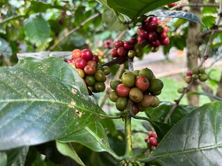 Natural green and red colorful coffee unripe beans plants in plantation background scenery view