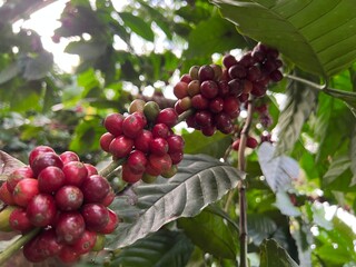 Natural green and red colorful coffee unripe beans plants in plantation background scenery view