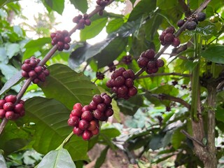Natural green and red colorful coffee unripe beans plants in plantation background scenery view