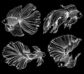 Betta splendens sketch. Hand drawn vector illustration. Fighting fish sketch collection. Decorative aquarium fish.