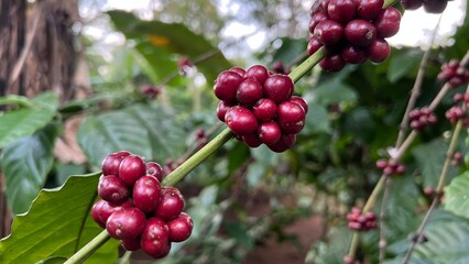 Natural green and red colorful coffee unripe beans plants in plantation background scenery view