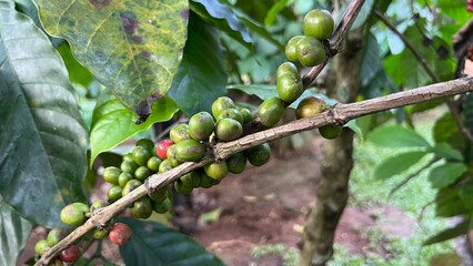 Natural green and red colorful coffee unripe beans plants in plantation background scenery view