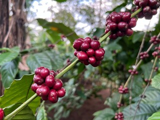 Natural green and red colorful coffee unripe beans plants in plantation background scenery view
