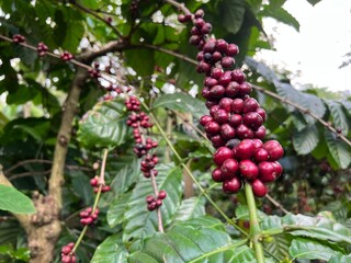 Natural green and red colorful coffee unripe beans plants in plantation background scenery view