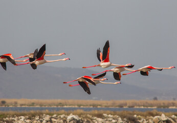 Located on an area of ​​8,000 hectares in Izmir, There are around 300 bird species, especially Greater Flamingos (Phoenicopterus roseus), in the bird paradise.