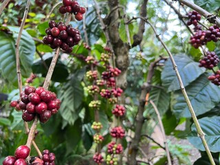 Natural green and red colorful coffee unripe beans plants in plantation background scenery view