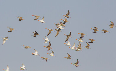 Spotted Redshank (Tringa erythropus) is a species of bird living in wetlands