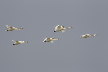 Mute Swan (Cygnus olor) is a species of bird that lives in wetlands. It is common in wetlands in western parts of Turkey.