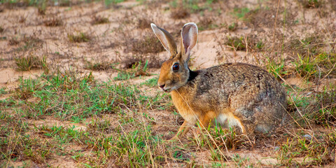 Naklejka na ściany i meble Black-naped Hare, Indian Hare, Lepus nigricollis, Wilpattu National Park, Sri Lanka, Asia