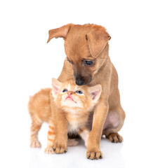 Obraz premium Tiny toy terrier puppy hugs and sniffs tabby kitten. isolated on white background