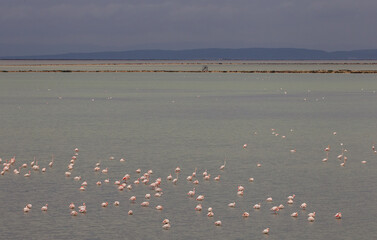 Fototapeta na wymiar Located on an area of ​​8,000 hectares in Izmir, There are around 300 bird species, especially Greater Flamingos (Phoenicopterus roseus), in the bird paradise.