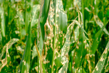 Close up corn leaves wilting and dead after wrong applying herbicide in cornfield. Damage to...