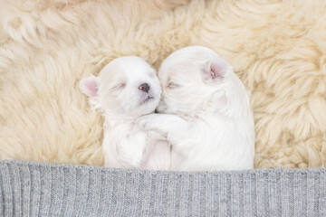 Tiny white lapdog puppies sleep together under warm blanket on a bed at home. Top down view. Empty...