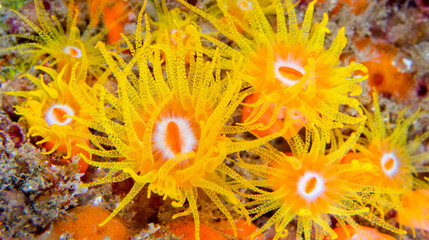 Obraz premium Encrusting Sea Anemone, Lembeh, North Sulawesi, Indonesia, Asia