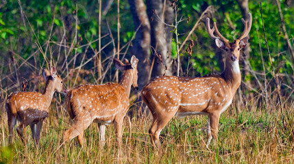 Naklejka na ściany i meble Spotted Deer, Cheetal, Axis Axis, Axis Deer, Royal Bardia National Park, Bardiya National Park, Nepal, Asia