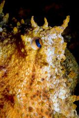 Mediterranean Octopus, Octopus vulgaris, Cabo Cope Puntas del Calnegre Regional Park, Mediterranean Sea, Murcia, Spain, Europe