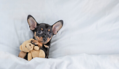 Cute Toy terrier puppy hugs toy bear under white blanket on a bed at home. Top down view. Empty...