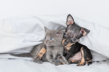 Toy terrier puppy hugs baby kitten under white blanket on a bed at home