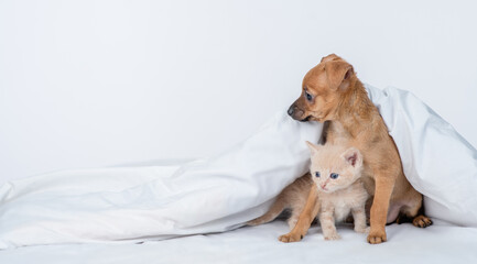 Toy terrier puppy hugs baby kitten under white blanket on a bed at home. Empty space for text