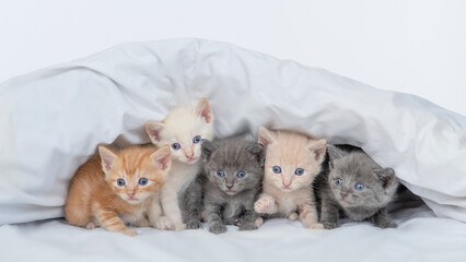 Fototapeta na wymiar Five tiny kittens sit under a warm blanket on a bed at home