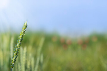 Unripe single green ear of wheat, cereal crop matures in the field, sun rays, copy space