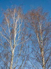 Birches against the blue sky. Autumn or spring nature.