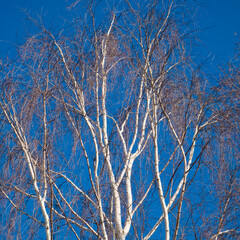 Birches against the blue sky. Autumn or spring nature.