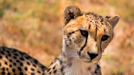 Cheetah, Acinonyx jubatus, Wildlife Reserve, South Africa, Africa