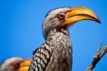 Redbilled hornbill, Tockus flavirostris, Chobe National Park, Botswana, Africa