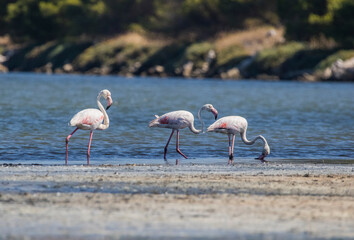 Fototapeta premium Located on an area of ​​8,000 hectares in Izmir, There are around 300 bird species, especially Greater Flamingos (Phoenicopterus roseus), in the bird paradise.