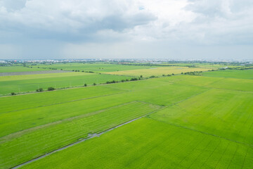 aerial view from flying drone of Field rice with landscape green pattern nature background, top view field rice