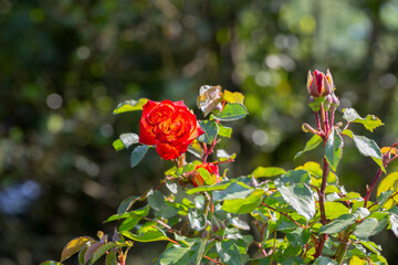 Green background with branches of bright red roses. Blooming red roses in the park.