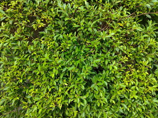 Green wall leaves background.