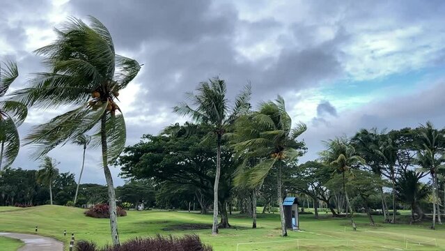 ropical Coconut Palms Swaying in the Wind in  Dalit Tuaran golf course.