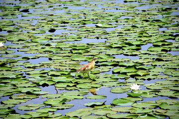  Skadar lake(Montenegro) is the largest lake in the Balkan peninsula.The lake is located on the border between Albania and Montenegro, about 2-3 of the surface belongs to the latter.