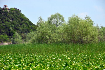  Skadar lake(Montenegro) is the largest lake in the Balkan peninsula.The lake is located on the border between Albania and Montenegro, about 2-3 of the surface belongs to the latter.