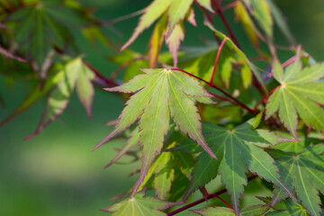 Green spring leaves of Amur Maple tree. Japanese maple acer japonicum leaves on a natural background. - obrazy, fototapety, plakaty