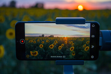 Steadicam for phone that shoots sunflowers - obrazy, fototapety, plakaty