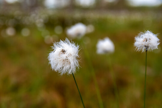 Eriophorum (cottongrass or cottonsedge) Close-up on swamp in Finland.