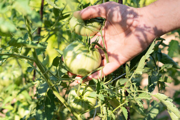 Male man showing a green tomate from the plant. Organic farming.