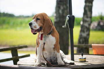 Cute beagle dog sitting on wooden table outddors in sunny summer day