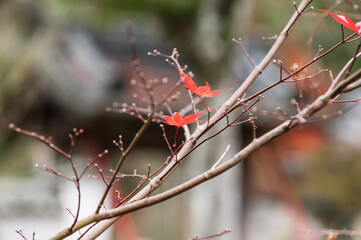 光明寺（兵庫県神戸市北区）の紅葉