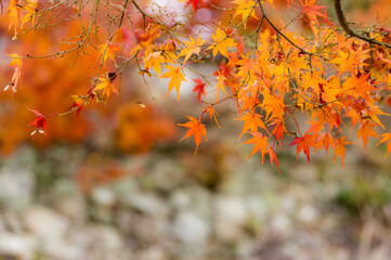光明寺（兵庫県神戸市北区）の紅葉