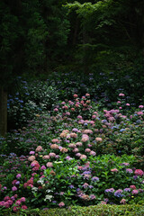 hydrangea forest