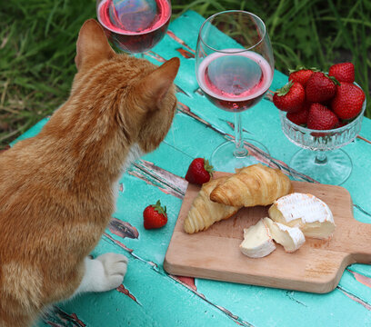 Cat on a garden table. Cute ginger cat stealing food.  Rose wine glasses, French cheese, strawberry close up photo. 